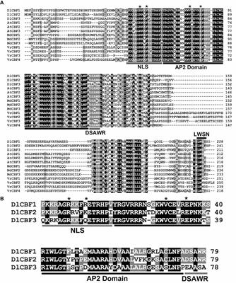 Three Novel C-Repeat Binding Factor Genes of Dimocarpus longan Regulate Cold Stress Response in Arabidopsis